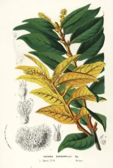 Golden chiquapin, Chrysolepis chrysophylla