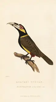 Ramphastos Prints: Golden-collared toucanet, Selenidera reinwardtii