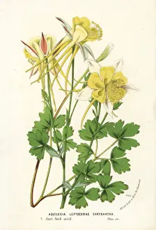 Columbine Prints: Golden columbine, Aquilegia chrysantha