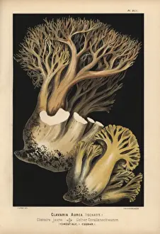 Champignons Prints: Golden coral fungus, Ramaria aurea, edible
