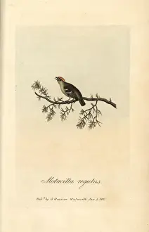 Motacilla Prints: Golden crested wren, Sylvia regulus, Motacilla