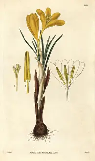 Aureus Prints: Golden crocus, Crocus aureus