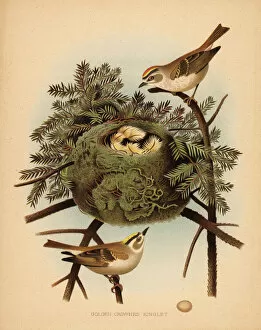 Nests Collection: Golden-crowned kinglet, Regulus satrapa