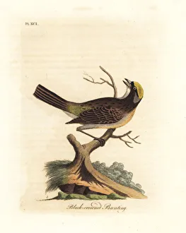 Latham Collection: Golden-crowned sparrow, Zonotrichia atricapilla