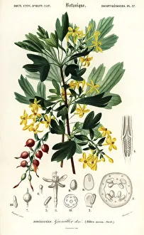 Golden currant, Ribes aureum