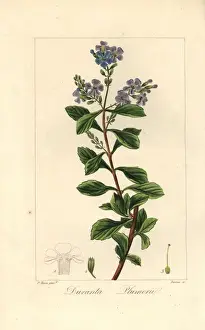 Golden dew drop, Duranta erecta, native to the Americas