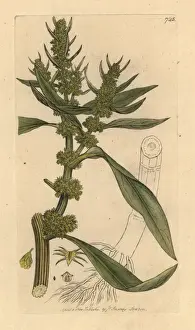 Golden dock, Rumex maritimus