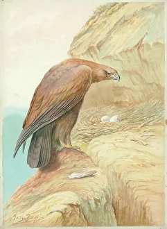Golden Eagle