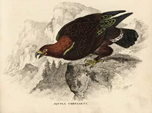 Aquila Collection: Golden eagle, Aquila chrysaetos
