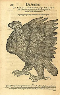 Hark Prints: Golden eagle, Aquila chrysaetos