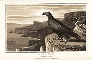 Golden eagle, Aquila chrysaetos, standing on the edge of a cliff