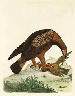 Finch Collection: Golden eagle, Aquila chrysaetos, and fire