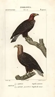 Golden eagle, Aquila chrysaetos, and white-tailed
