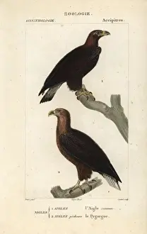 Aquila Prints: Golden eagle, Aquila chrysaetos, and white-tailed