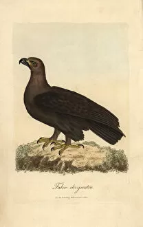 Golden eagle, Falco chryseatos, Aquila chryseatos
