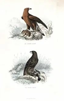 Edouardtravies Prints: Golden eagle and spotted eagle