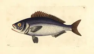 Golden-eyed lutian or snapper (jobfish) Pristipomoides