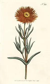 Mesembryanthemum Prints: Golden fig-marigold, Mesembryanthemum aureum