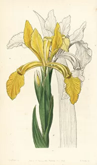 Golden flag, Iris crocea
