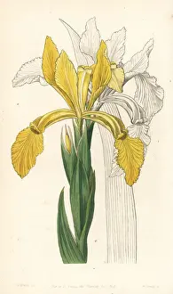 Aurea Prints: Golden flag, Iris crocea