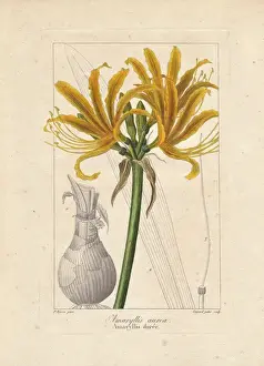 Pancracebessa Prints: Golden flame lily, Pyrolirion aureum, native