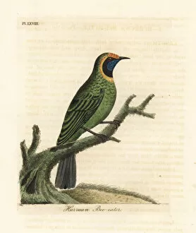 Latham Collection: Golden-fronted leafbird, Chloropsis aurifrons