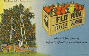 Citrus Prints: The Golden Fruit of Florida, USA