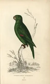 Psittacus Prints: Golden green parakeet, Psittacus swainsonii
