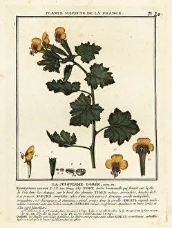Golden henbane, Hyoscymus aureus