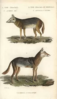Anthus Gallery: Golden jackal, Canis aureus, and Senegalese
