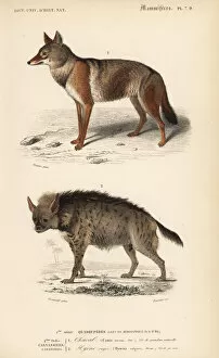 Canis Collection: Golden jackal, Canis aureus, and striped hyena