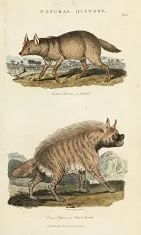 Golden jackal, Canis aureus, and striped hyena