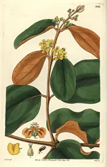 Leaved Prints: Golden-leaved chrysophylla, Heteropteris chrysophylla