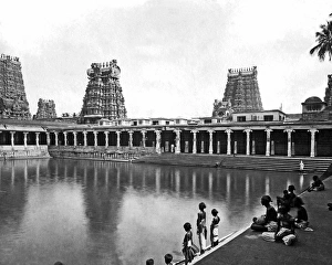 Lily Gallery: Golden Lily Tank, Madurai, Tamil Nadu, India