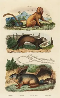 Marmota Prints: Golden lion tamarin (endangered, alpine marmot and ferret