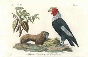Andean Collection: Golden lion tamarin (endangered), Andean condor