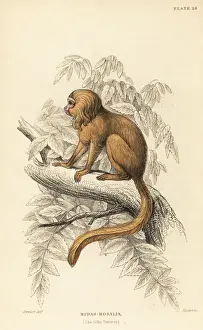 Endangered Prints: Golden lion tamarin, Leontopithecus rosalia. Endangered