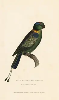 Psittacus Prints: Golden-mantled racket-tail, Prioniturus platurus