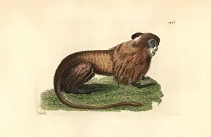 Rosalia Prints: Golden marmoset or lion tamarin, Leontipithecus