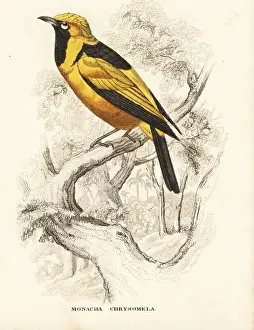 Golden monarch, Carterornis chrysomela