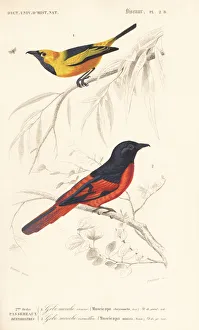Miniata Collection: Golden monarch, Monarcha chrysomela, and Sunda