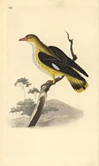 Golden oriole (female), Oriolus oriolus