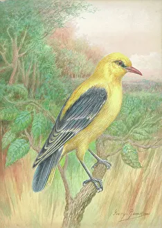 Oriole Prints: Golden Oriole (male)
