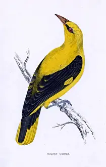 Oriolus Prints: Golden Oriole (Morris)