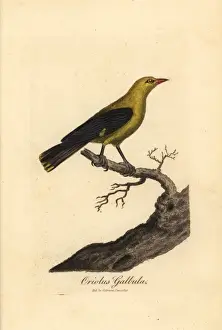 Golden oriole, Oriolus oriolus