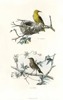 Edouardtravies Prints: Golden oriole and song thrush
