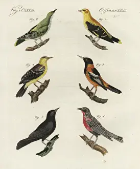 Golden oriole, Venezuelan troupial, oriole