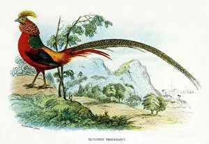 Birds Collection: Golden Pheasant