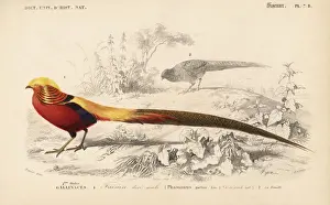 Travies Prints: Golden pheasant, Chrysolophus pictus