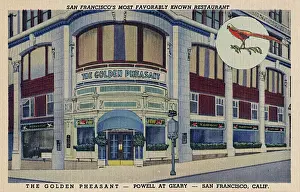 Pheasant Prints: Golden Pheasant, San Francisco, California, USA